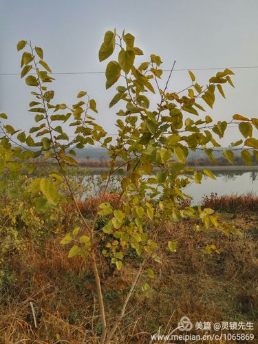 冬天的山村,天气不是一般的冷,就连村委会门口的小桑树都表现出一种"