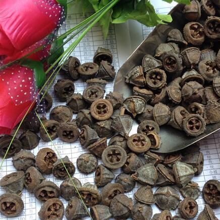 桉树果 统 河北