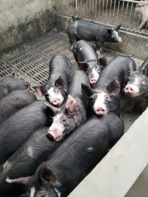 巴克夏猪 20-25斤