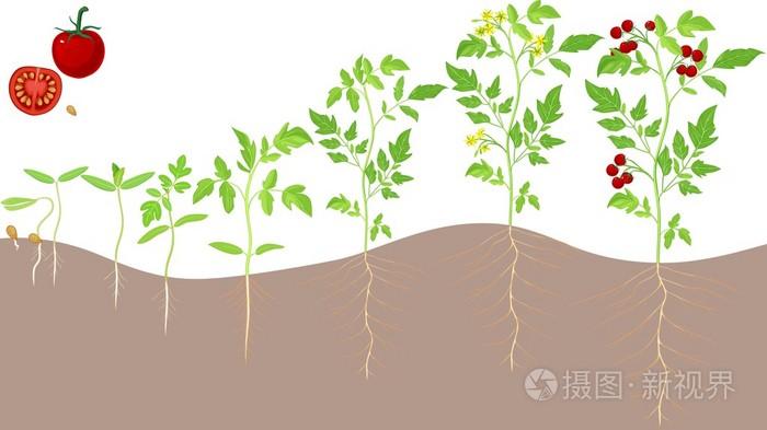 樱桃番茄生长阶段