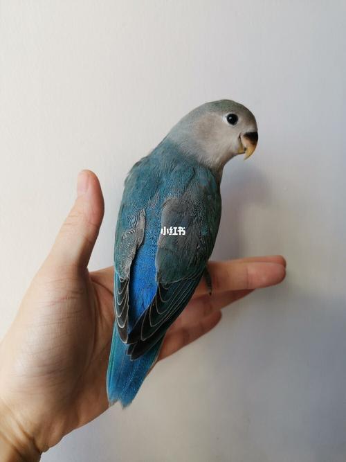 牡丹鹦鹉手养断奶蓝银顶一只_牡丹_断奶_手养牡丹鹦鹉