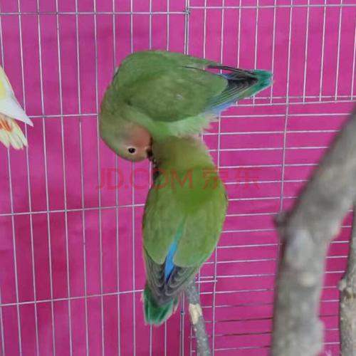 不二臣牡丹鹦鹉活物鸟 黄桃 绿桃 雏鸟 幼鸟 手养鸟 亲人活体爱情鸟