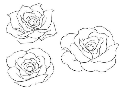 简笔画蔷薇的画法