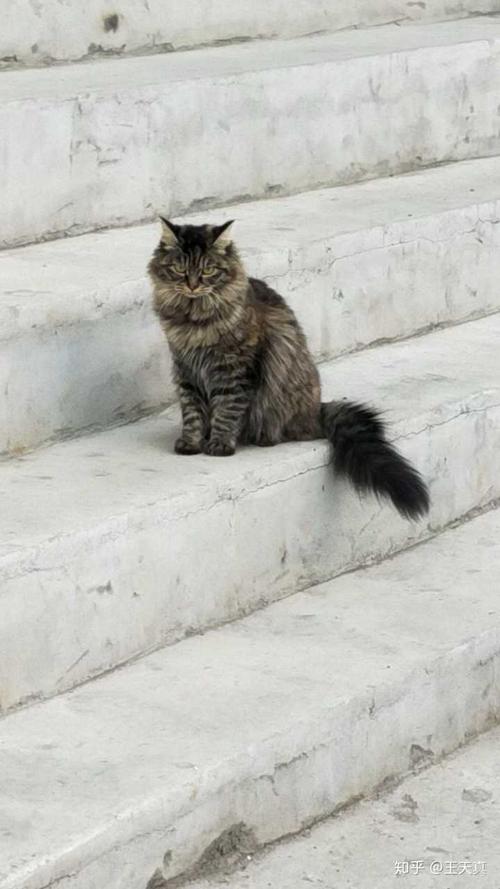 狸花猫可以漂亮到什么程度?