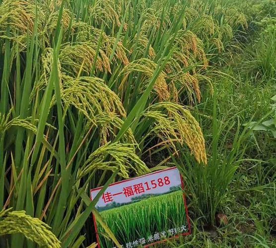 安徽佳一农业科技有限责任公司[佳一福稻1588,佳一农科,水稻高产新