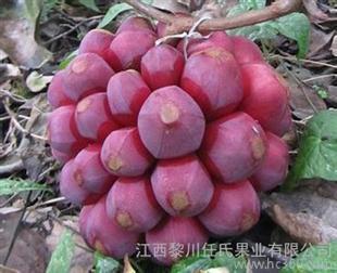果树:长寿果苗 盆栽果树苗 江西南方致富果树苗 布福娜水果苗