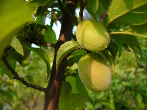 以前吃过青梅做的蜜饯,用青梅浸过酒,但还是第一次看到长在树上的青梅