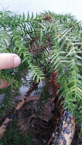 很长时间没浇水了,澳洲杉枝条根部发黑,多浇了些水,还