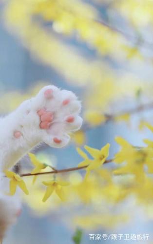 一只网红猫咪的赏花之旅,网友:表情很到位,都快成戏精