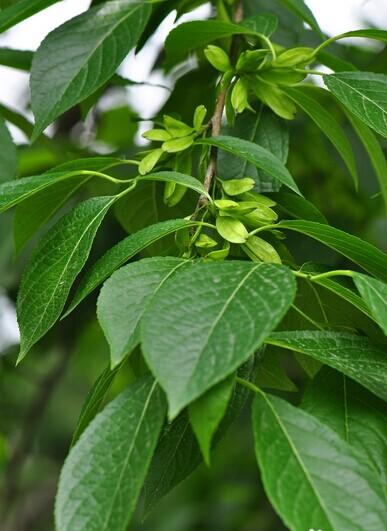 治疗糖尿病的偏方 简单奇效!