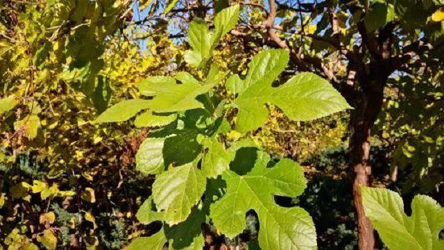 秋分之后,我们该熟悉一下"冬桑叶"了,有哪些值得注意的?