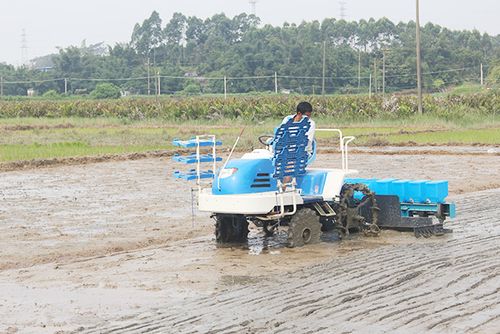 港口区农机局组织水稻直播机械抢播水毁稻田