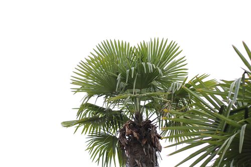 挺拔的棕榈树图片其他种类的植物棕榈树挺拔