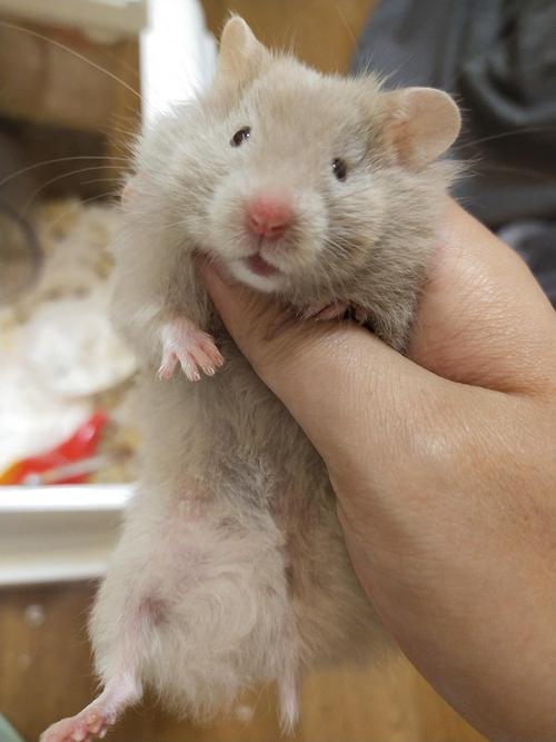 苏州| 出鸽灰金丝熊妹妹(可邮寄)