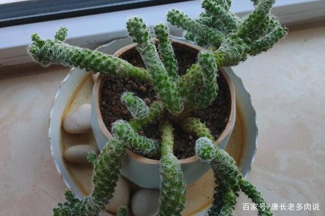 多肉植物银手指养好了短短胖胖很可爱,养不好就会直接