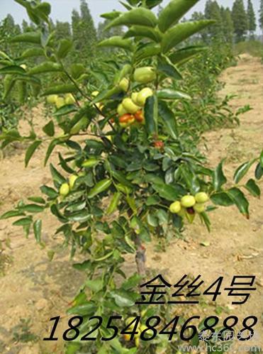 果树苗基地枣树苗品种枣树苗价格早熟枣树苗品种哪里有卖金丝4号枣树