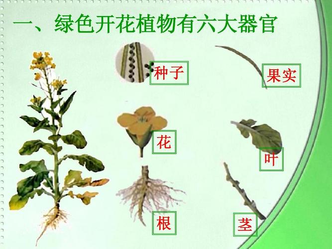 第三节植物体的结构层次(2012)ppt