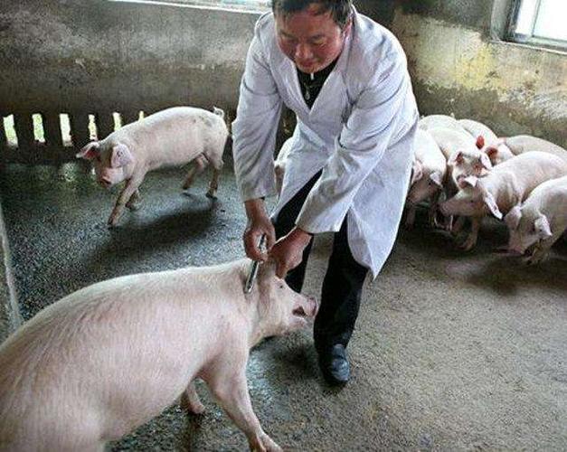 给猪注射疫苗的时候需要注意的六个要点
