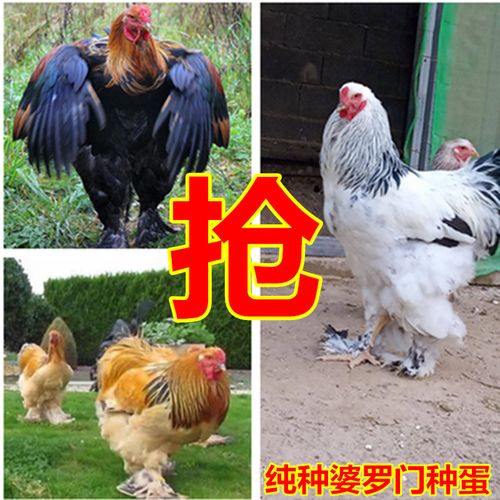 观赏婆罗门鸡养殖场出售梵天鸡种鸡婆罗门鸡苗价格观赏鸡种蛋价格