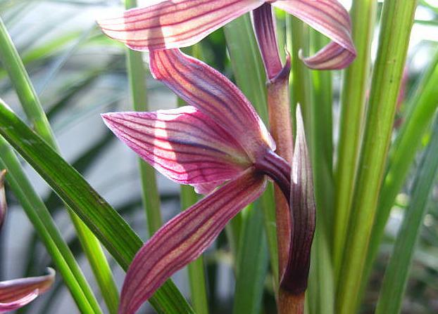 养"春剑",学会"4点"技巧,根系健壮,花香飘满屋,爆盆