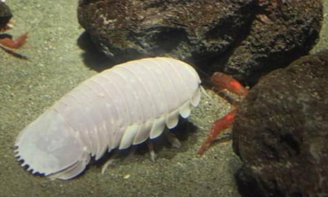 科学家首次拍到,大王具足虫进食场景,简直太疯狂了!