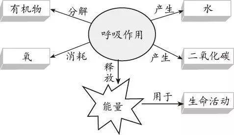 2,有机物为植物的生命活动提供能量——呼吸作用