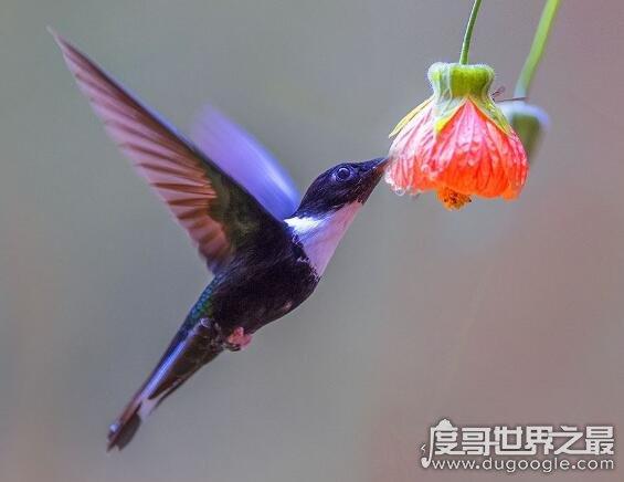 世界上最小的蜂鸟多重吸蜜蜂鸟体重不足2克比硬币还轻