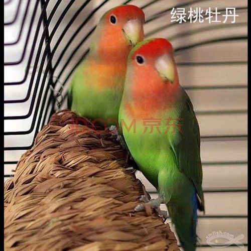 天弗桃脸牡丹鹦鹉活物黄桃绿桃鹦鹉中型说话鸟亲人鸟爱情鸟 绿桃成年