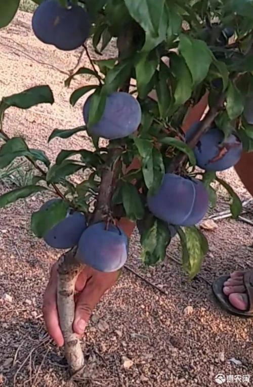 黑霸王李树苗 正宗嫁接黑霸王李苗 大果一斤重 口感香甜 稳产性强 现