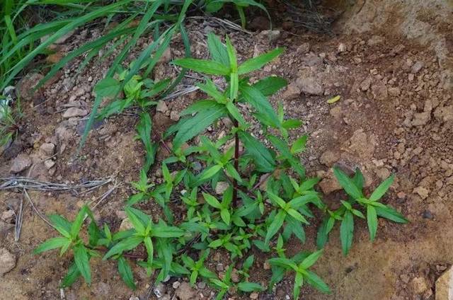 可以防除稗草,马唐,狗尾草,硬草,画眉草,千金子等一年生禾本科杂草