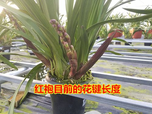 大花蕙兰\兰花\大花惠兰 带花芽带花剑带花苞 包邮 三禾园艺科技