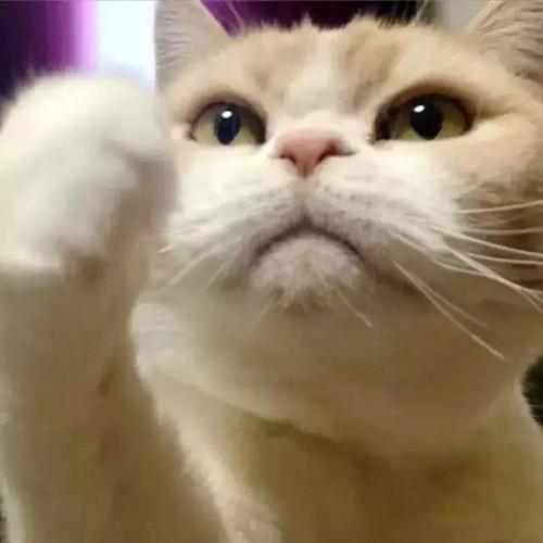 霸气侧漏 一只拥有可怕眼神的猫咪