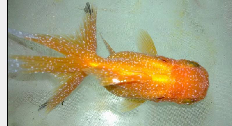 观赏鱼高发病种白点病新手往往在此止步一招教你搞定