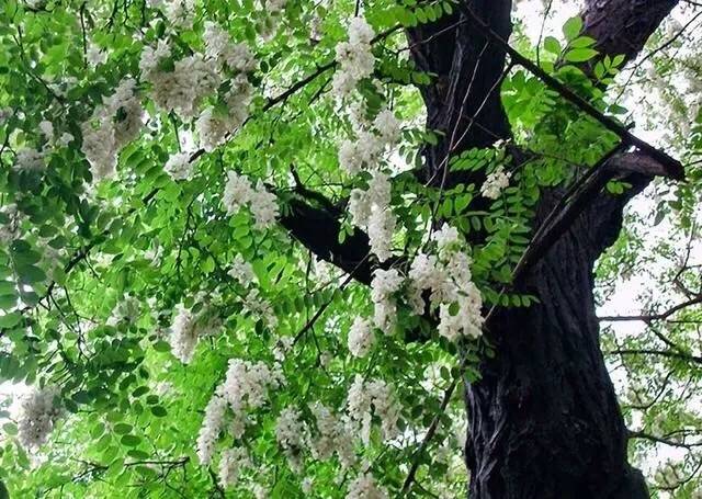 登高望远,看蓝天下的槐花,整个槐树林海,犹如铺上白色的锦缎穿在鸠山