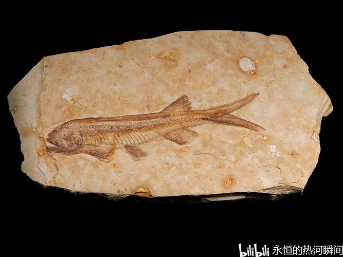 如何辨别古生物化石真假