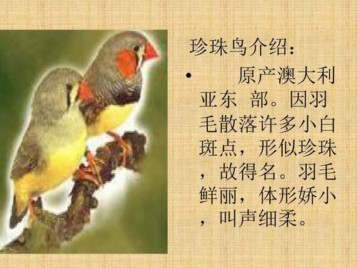 人教版语文珍珠鸟课件