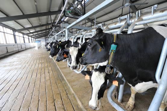 为保护国内养牛业,大量进口牛肉不可取