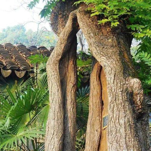 夜读| 空心檀树