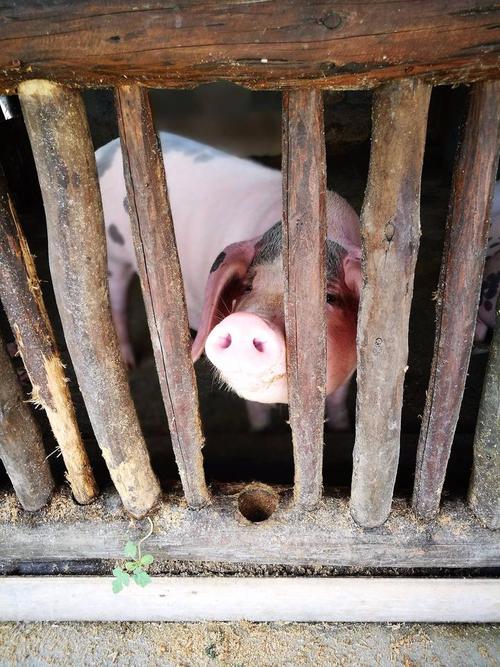 猪圈里的猪也这样调皮地拱鼻子