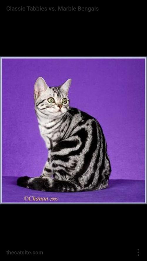 我的猫咪是美短,但是花纹怎么不像人家的美短?