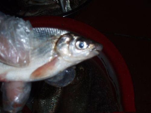 这是什么鱼?月牙嘴巴,白条的身材,鲤鱼的力量