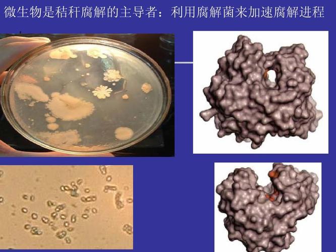 秸秆腐熟剂和根瘤菌产品的选择与应用(2010年3月).-.201049164253