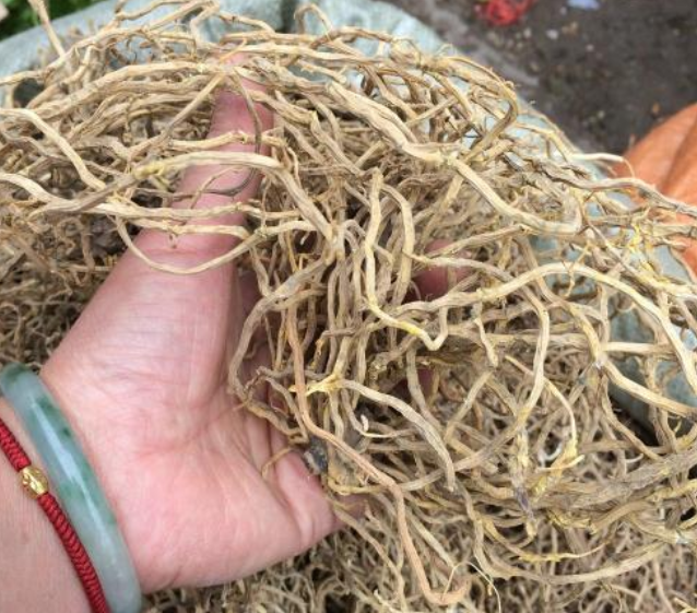 深山里才有的牛尾藤,汁液像牛奶一样白,如今用途多,见到请珍惜