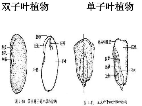 双子叶植物 单子叶植物
