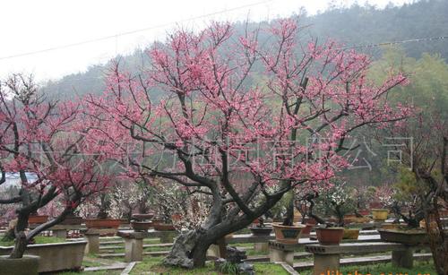 梅花树图片(2)