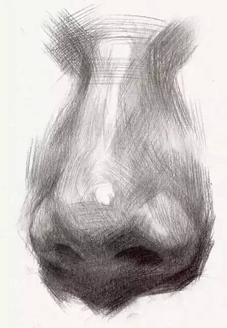 美术教程:素描鼻子的画法