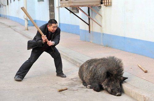 野猪闯入工厂宿舍区民警连开13枪将其击毙图