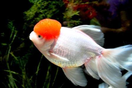 鹅头红金鱼图片及简介