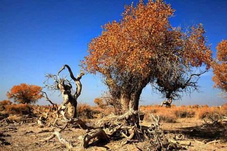 4种沙漠常见植物,都超耐干旱