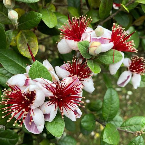 购客果实芳香可食用菲油果观叶果树有木有花易购客